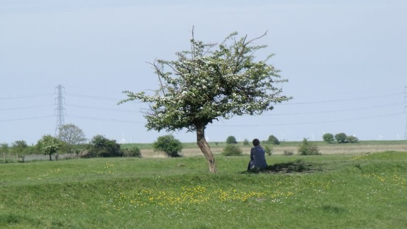 FBChistoryTree 800x450