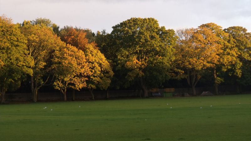 FBChistoryTrees 800x450