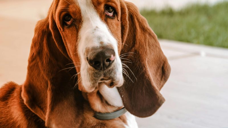 restforthestressedbasset